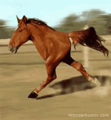 Cheval Horse GIF - Cheval Horse Half Horse GIFs