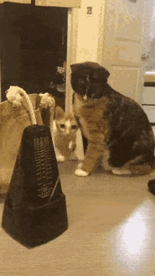 metronome cats