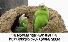 Nft Picky Parrots GIF - Nft Picky Parrots Picky Parrot GIFs
