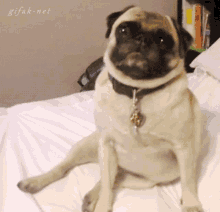 Frigorifico Pet GIF - Frigorifico Pet Dog GIFs