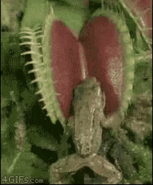 Frog Eaten GIF - Frog Eaten Venus Fly Trap GIFs