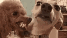 Scared Dog GIF - Scared Dog Lick GIFs