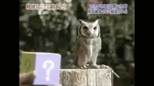 びっくり　フクロウ GIF - Surprised Owl GIFs