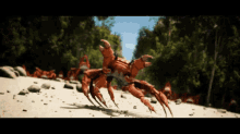crabs dance