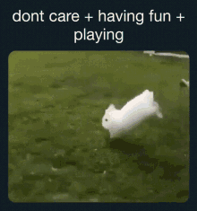Bunny Dont Care Plus Having Fun GIF - Bunny Dont Care Plus Having Fun Playing GIFs