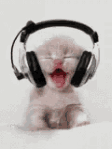 listening to music kitten