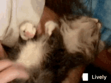 Kitten Bellyrub GIF - Kitten Bellyrub Spyro GIFs