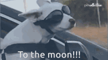 To The Moon Dog GIF - To The Moon Dog Funny GIFs