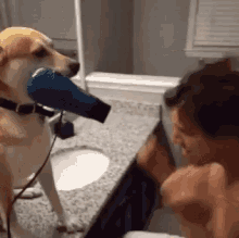 otaku puppy blow dry hair