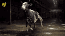 Cow Dancing GIF - Cow Dancing Dance GIFs