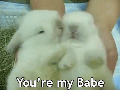 You'Re My Babe Bunny GIF - Cute Rabbit Babe GIFs