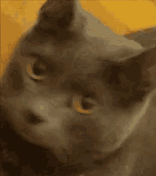 Cat Cat Winking GIF - Cat Cat Winking Autumn Cat GIFs