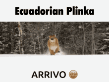 Plinka Ecuador GIF - Plinka Ecuador Spanish GIFs