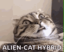 Cat Kitty GIF - Cat Kitty Alien GIFs