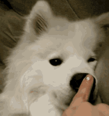 nose samoyed