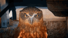 owl judge judging you stare
