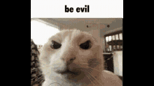 cat be evil be nice evil cat be evil be nice evil