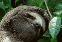 Sloth No GIF - Sloth No Sleepy GIFs