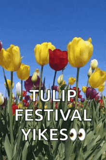 Spring Time GIF - Spring Time Tulips GIFs