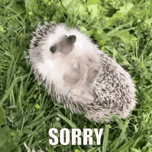 hedgehog sorry hedgehog sorry sorry hedgehog