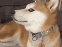 Doge Meme Close Doge GIF - Doge Meme Close Doge GIFs