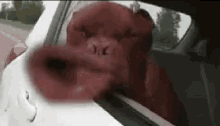 Dog Head Out The Window GIF - Dog Head Out The Window Windy GIFs
