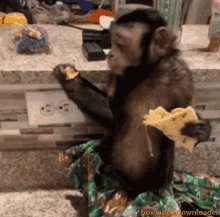 Monkey Hungry GIF - Monkey Hungry Pizza GIFs