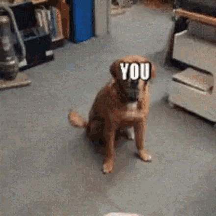 tenor.gif