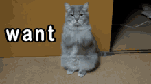 Cat Be Begging For Something GIF - Want Catwants GIFs