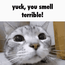 Wow You Smell Nice Cat GIF - Wow You Smell Nice Cat Discord GIFs