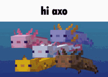 Hi Axo Axolotus GIF - Hi Axo Axolotus Hi Axolotus GIFs