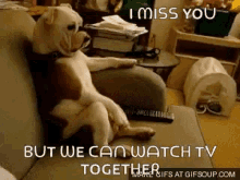 Dog Couch GIF - Dog Couch Watching GIFs