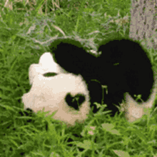 Seulisasoo Panda Bear GIF - Seulisasoo Panda Bear Panda GIFs