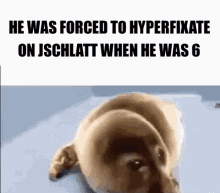 Jschlatt Hyperfixation GIF - Jschlatt Schlatt Hyperfixation GIFs