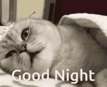 Catfish Goodnight GIF - Catfish Goodnight Sheets GIFs