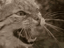 Wild Roar GIF - Wild Roar Cat GIFs