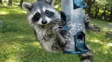 Cute Awww GIF - Cute Awww Raccoon GIFs