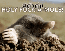 Mole Smile GIF - Mole Smile Smiling GIFs