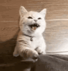 Pay Attention To Me Cats GIF - Pay Attention To Me Cats Meow GIFs