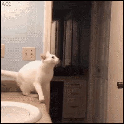 Cat Fails Gifs Tenor, Cat Stuck In Bathtub Gif