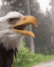 Eagles Bald Eagle GIF - Eagles Bald Eagle Shriek GIFs
