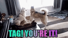 Gone To The Snow Dogs Gttsd GIF - Gone To The Snow Dogs Gttsd Tag GIFs