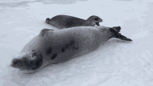 Seal Annoyed GIF - Seal Annoyed Startled GIFs
