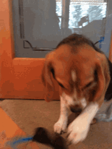 Lulu The Beagle Shades On GIF - Lulu The Beagle Shades On Dog GIFs