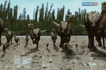 dinosaurs stampede run fight dinosaurs stampede run fight