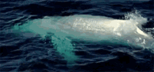 Albino Whale GIF - Albino Albino Whale Whale GIFs