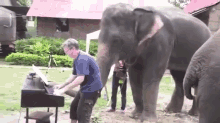 Dancing Elephants.. Pretty Much The Cutest Thing Ever! GIF - Elephants Music Dance GIFs