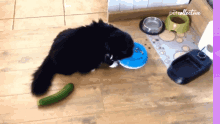 Scared The Pet Collective GIF - Scared The Pet Collective Oh No GIFs