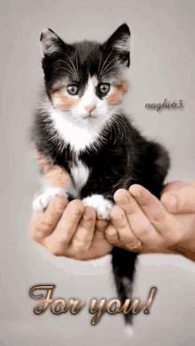 cat on hand for you