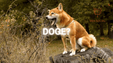 doge meme doge coin doge to the moon wow